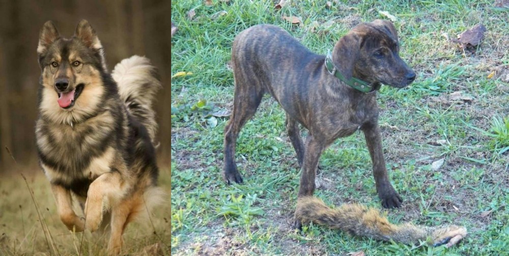 Treeing Cur vs Native American Indian Dog - Breed Comparison