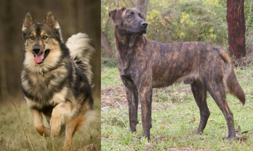 Treeing Tennessee Brindle vs Native American Indian Dog - Breed Comparison