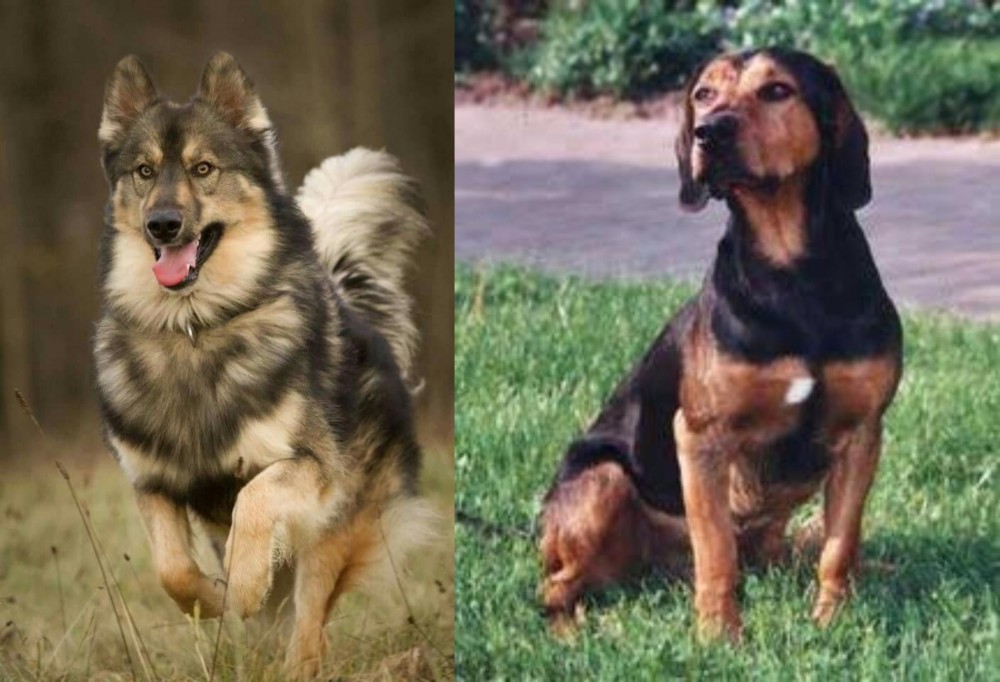 Tyrolean Hound vs Native American Indian Dog - Breed Comparison