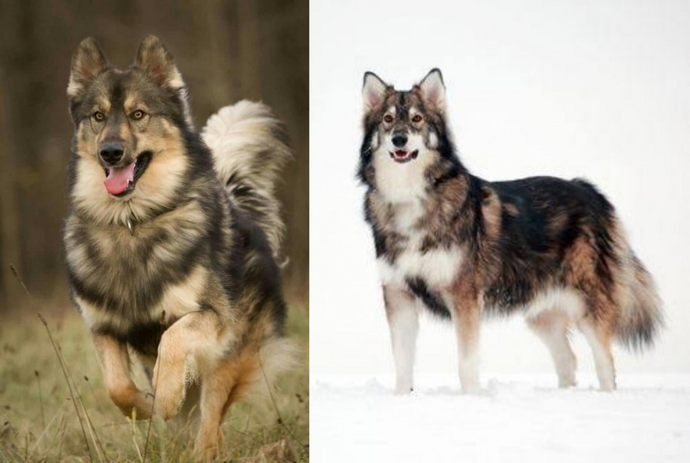 Utonagan vs Native American Indian Dog - Breed Comparison
