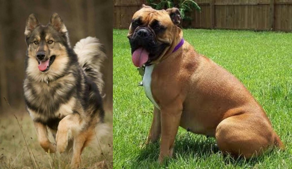 Valley Bulldog vs Native American Indian Dog - Breed Comparison
