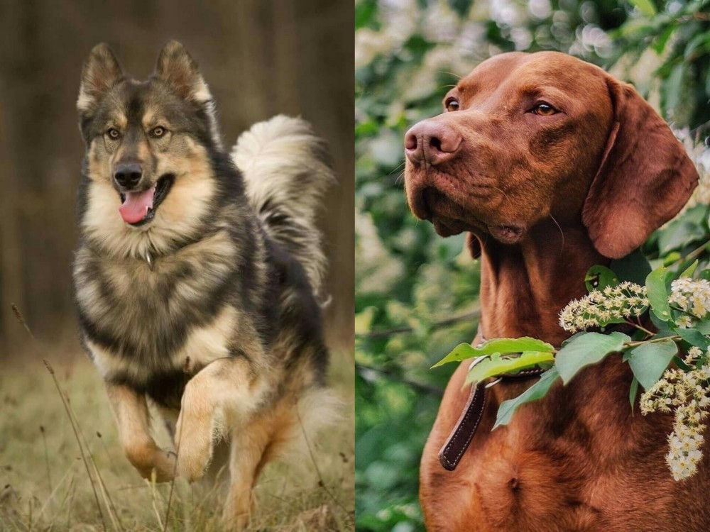 Vizsla vs Native American Indian Dog - Breed Comparison