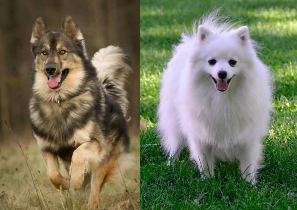 Volpino Italiano vs Native American Indian Dog - Breed Comparison