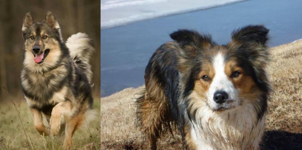 Welsh Sheepdog vs Native American Indian Dog - Breed Comparison