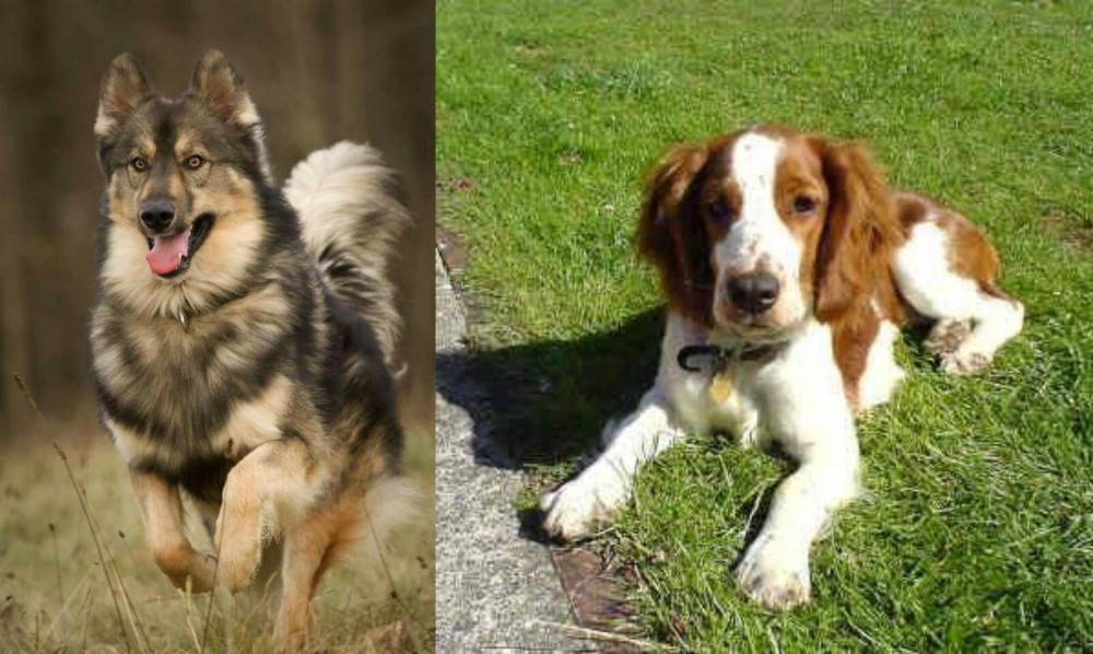 Welsh Springer Spaniel vs Native American Indian Dog - Breed Comparison