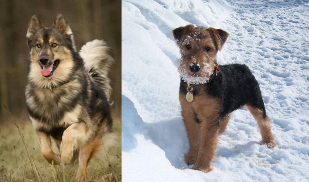 Welsh Terrier vs Native American Indian Dog - Breed Comparison