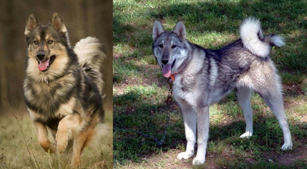 West Siberian Laika vs Native American Indian Dog - Breed Comparison