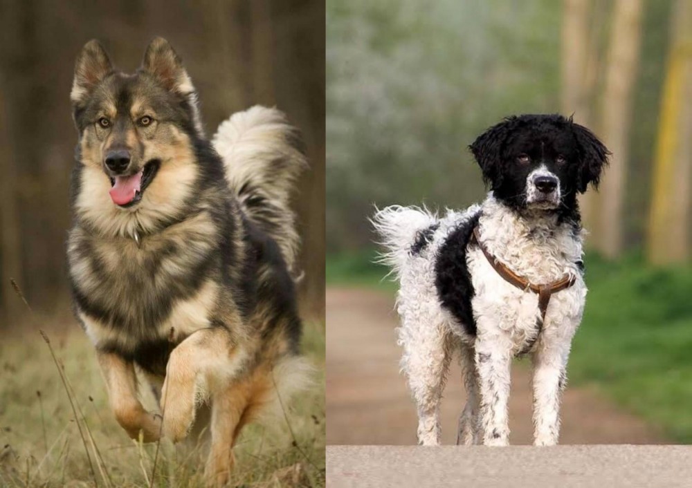 Wetterhoun vs Native American Indian Dog - Breed Comparison