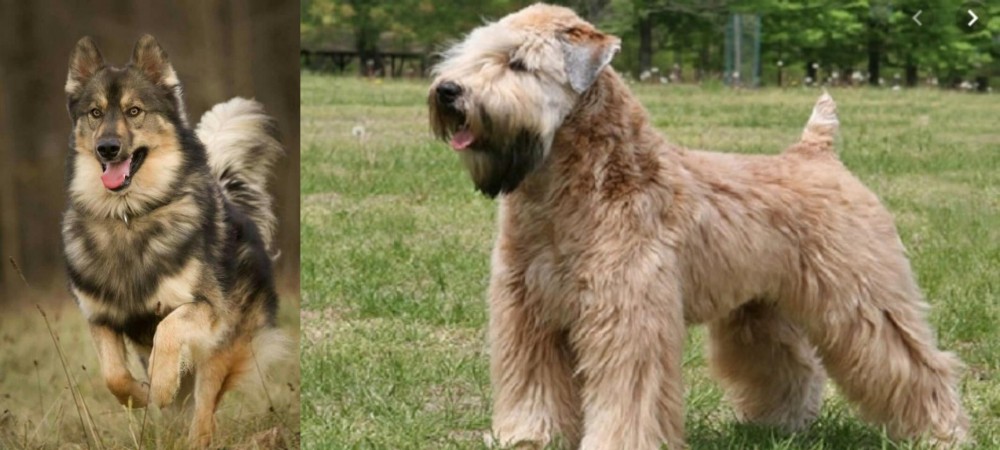 Wheaten Terrier vs Native American Indian Dog - Breed Comparison
