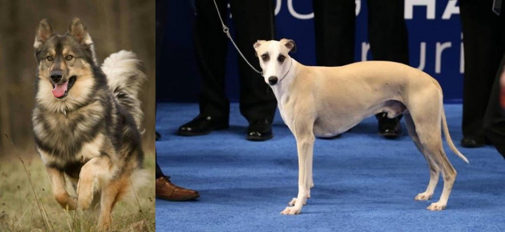Whippet vs Native American Indian Dog - Breed Comparison