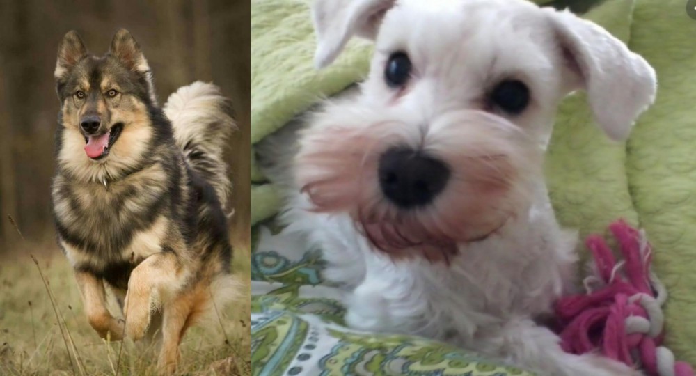 White Schnauzer vs Native American Indian Dog - Breed Comparison