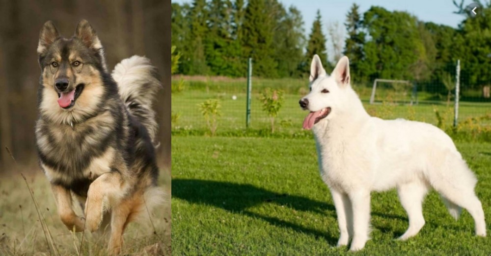 White Shepherd vs Native American Indian Dog - Breed Comparison
