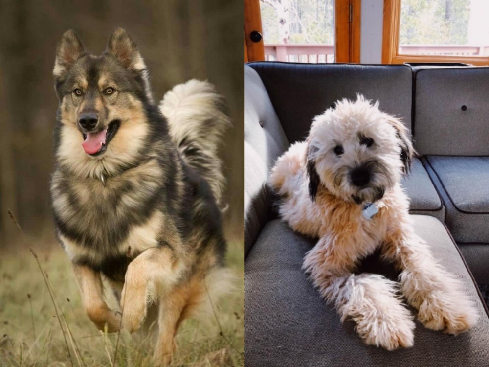 Whoodles vs Native American Indian Dog - Breed Comparison