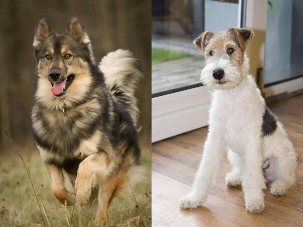 Wire Fox Terrier vs Native American Indian Dog - Breed Comparison