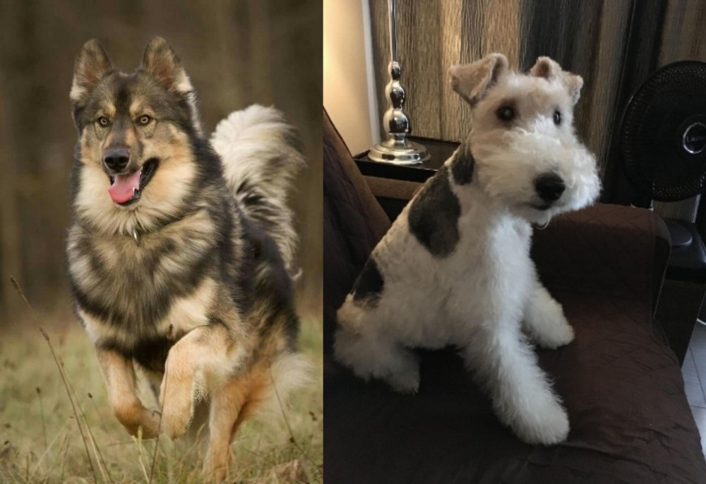 Wire Haired Fox Terrier vs Native American Indian Dog - Breed Comparison