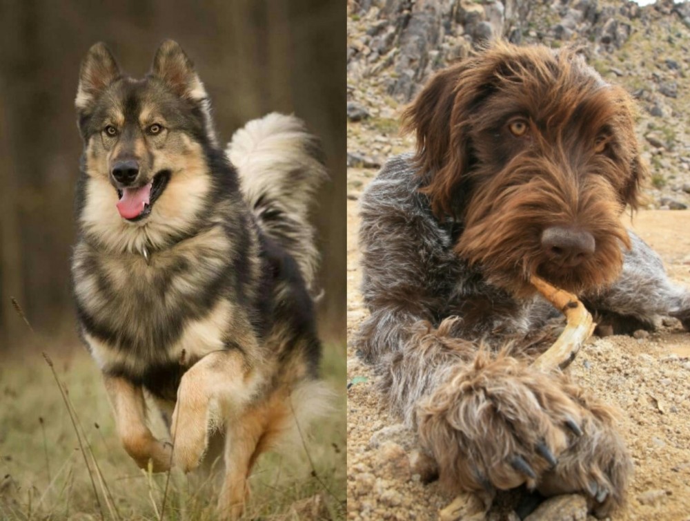Wirehaired Pointing Griffon vs Native American Indian Dog - Breed Comparison
