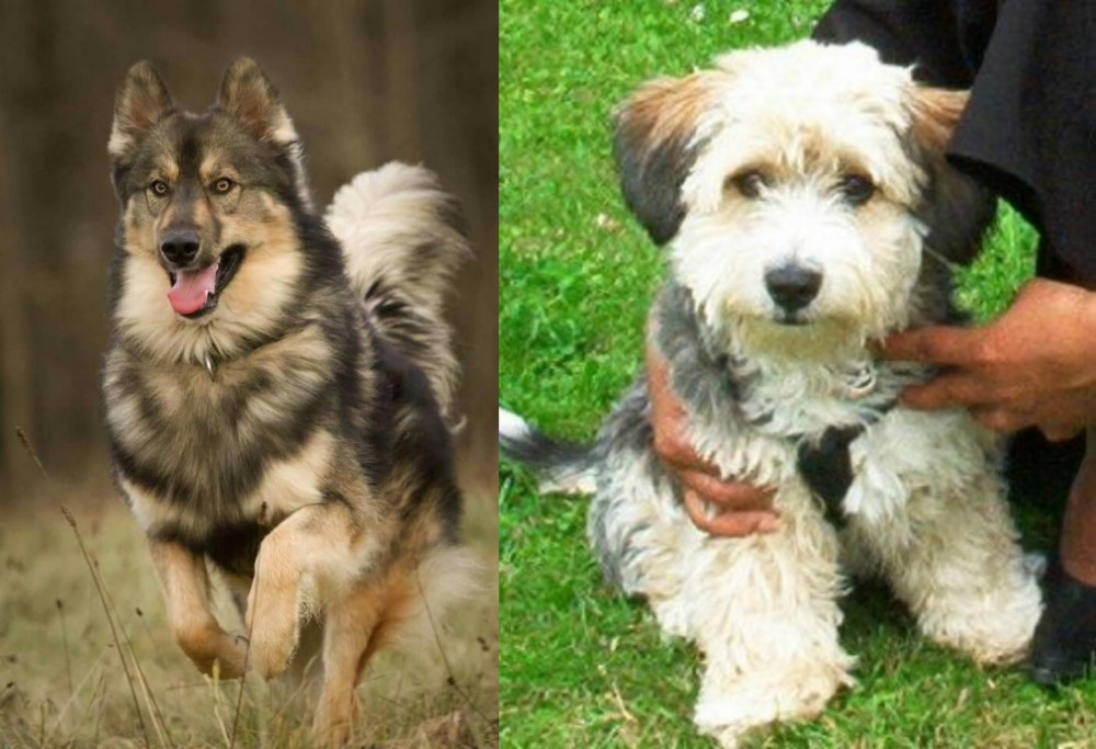 Yo-Chon vs Native American Indian Dog - Breed Comparison