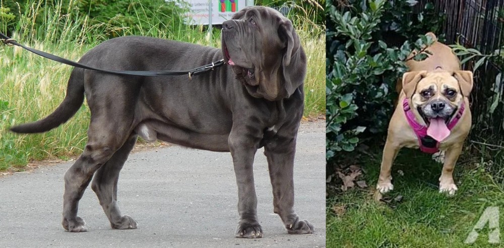 Beabull vs Neapolitan Mastiff - Breed Comparison