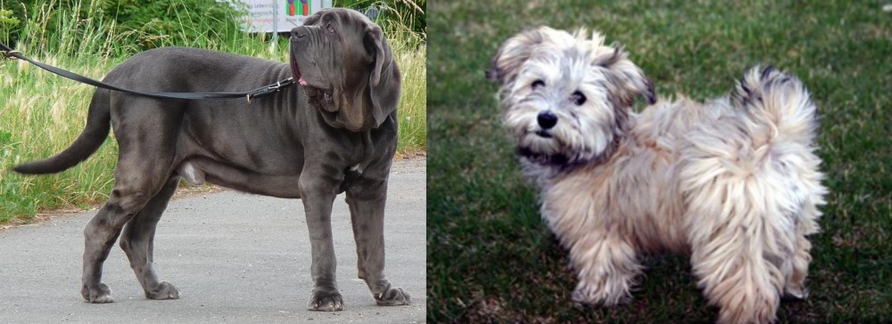 Havapoo vs Neapolitan Mastiff - Breed Comparison