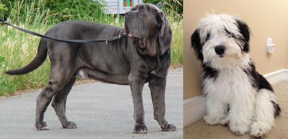 Mini Sheepadoodles vs Neapolitan Mastiff - Breed Comparison