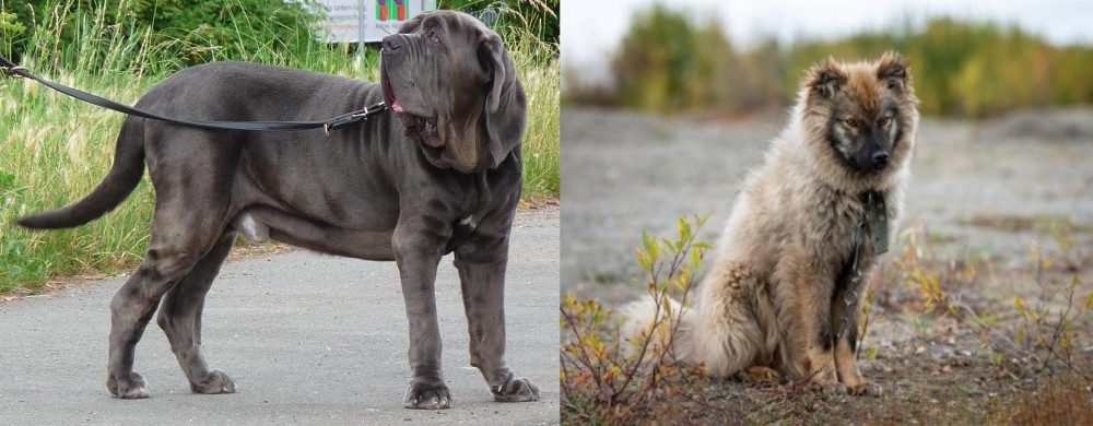 Nenets Herding Laika vs Neapolitan Mastiff - Breed Comparison