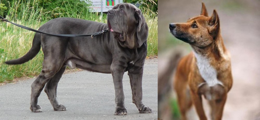 New Guinea Singing Dog vs Neapolitan Mastiff - Breed Comparison
