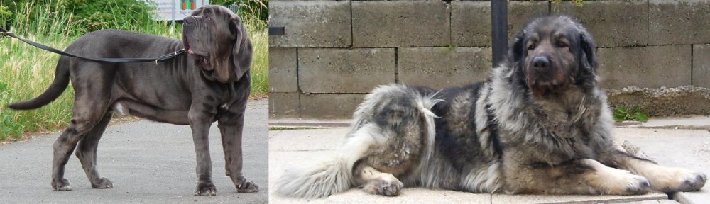 Sarplaninac vs Neapolitan Mastiff - Breed Comparison