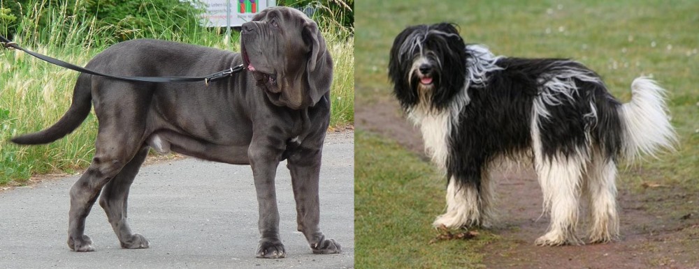 Schapendoes vs Neapolitan Mastiff - Breed Comparison