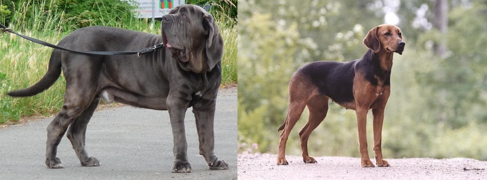 Schillerstovare vs Neapolitan Mastiff - Breed Comparison