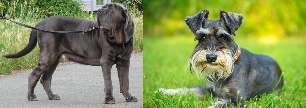 Schnauzer vs Neapolitan Mastiff - Breed Comparison