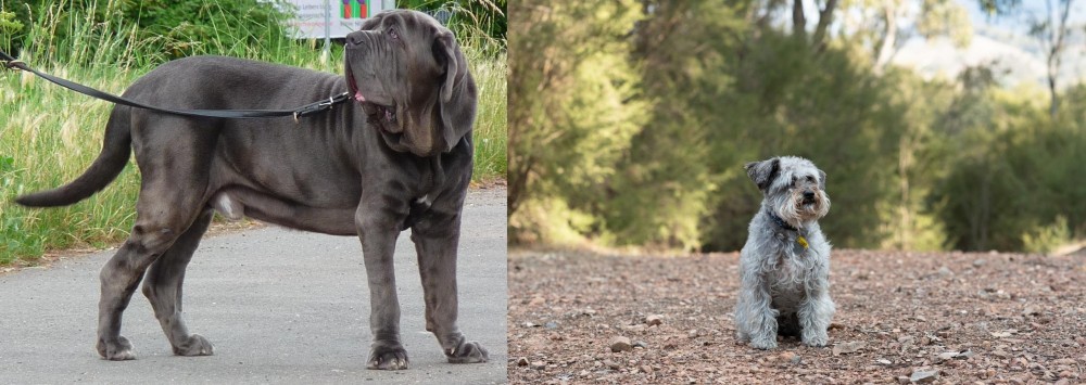 Schnoodle vs Neapolitan Mastiff - Breed Comparison
