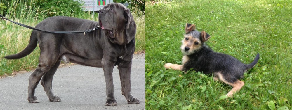 Schnorkie vs Neapolitan Mastiff - Breed Comparison
