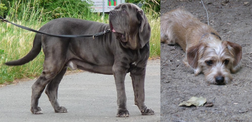 Schweenie vs Neapolitan Mastiff - Breed Comparison