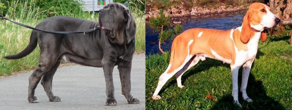 Schweizer Laufhund vs Neapolitan Mastiff - Breed Comparison