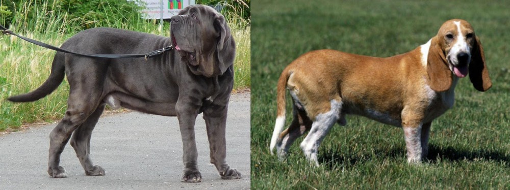 Schweizer Niederlaufhund vs Neapolitan Mastiff - Breed Comparison