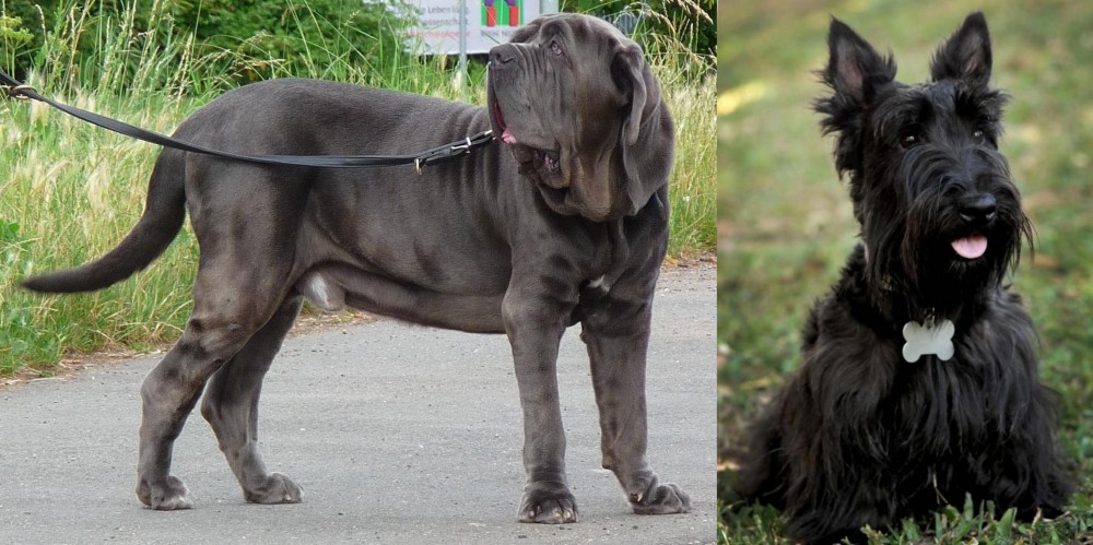 Scoland Terrier vs Neapolitan Mastiff - Breed Comparison