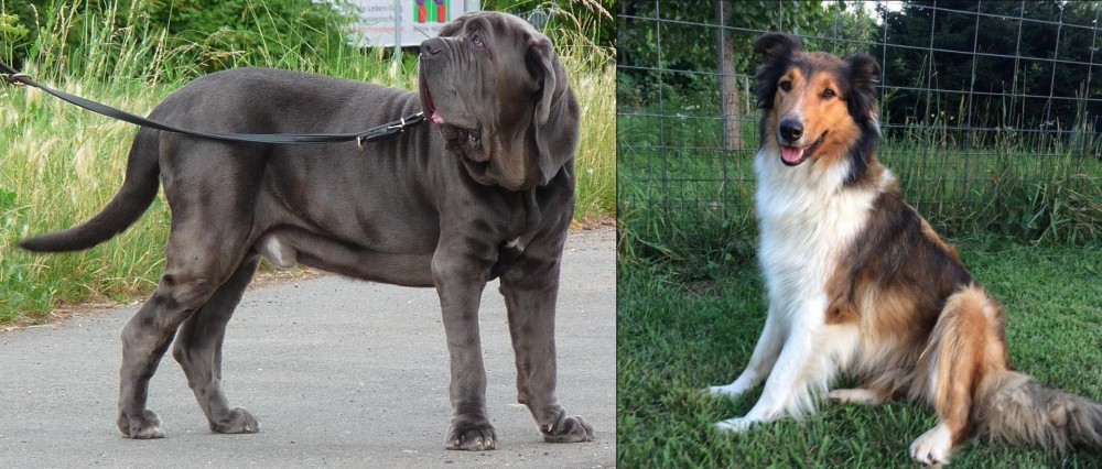 Scotch Collie vs Neapolitan Mastiff - Breed Comparison