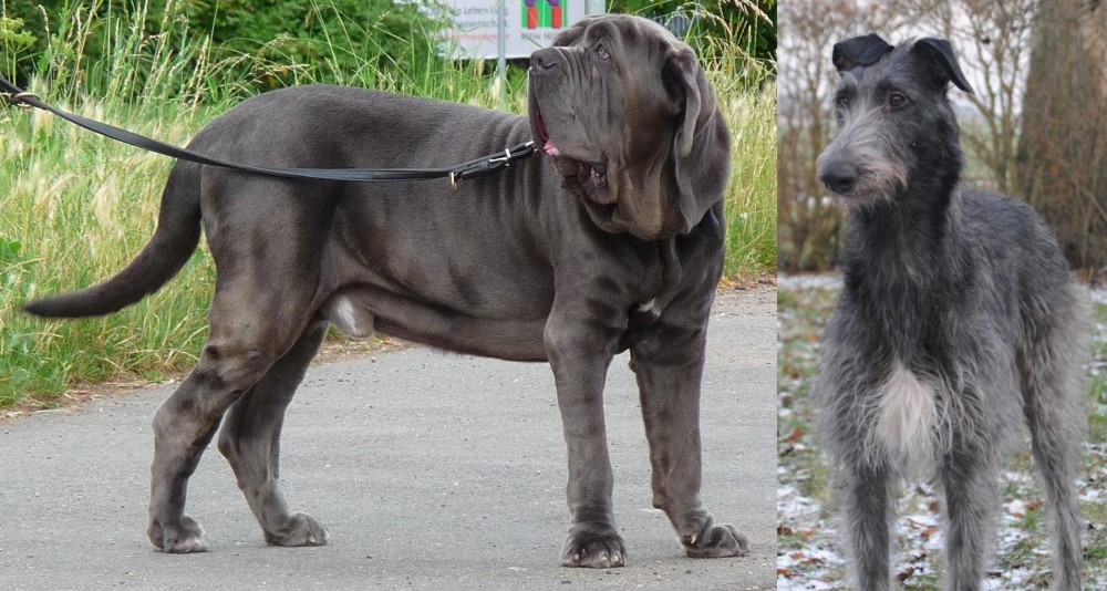 Scottish Deerhound vs Neapolitan Mastiff - Breed Comparison