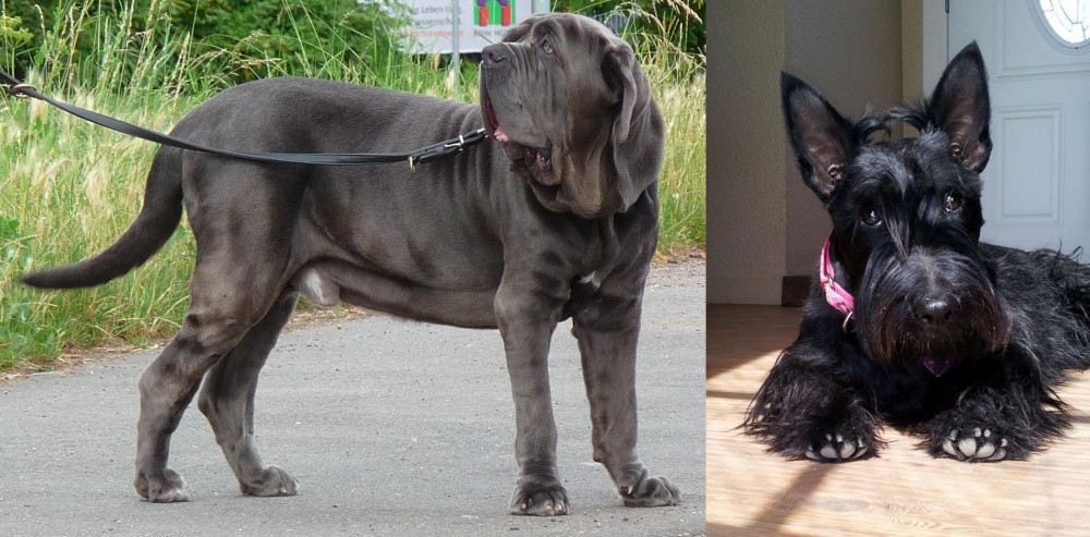 Scottish Terrier vs Neapolitan Mastiff - Breed Comparison