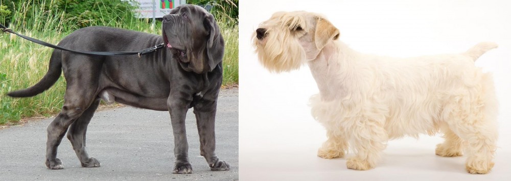 Sealyham Terrier vs Neapolitan Mastiff - Breed Comparison