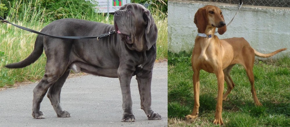 Segugio Italiano vs Neapolitan Mastiff - Breed Comparison