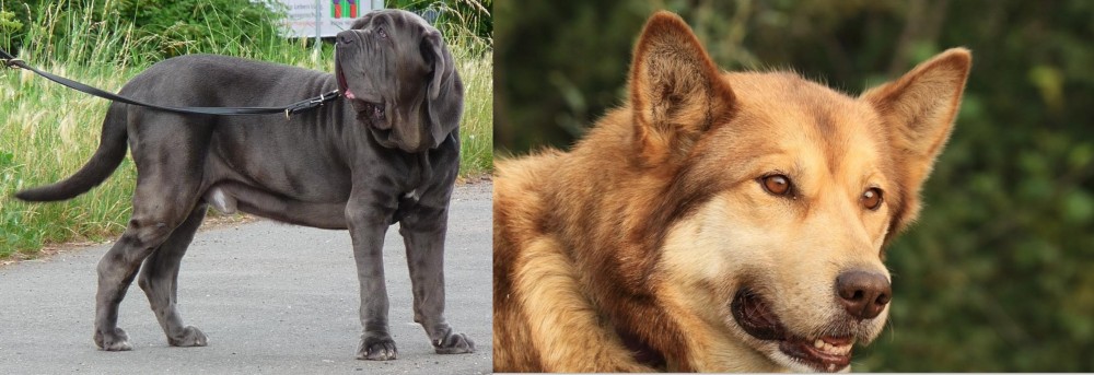 Seppala Siberian Sleddog vs Neapolitan Mastiff - Breed Comparison