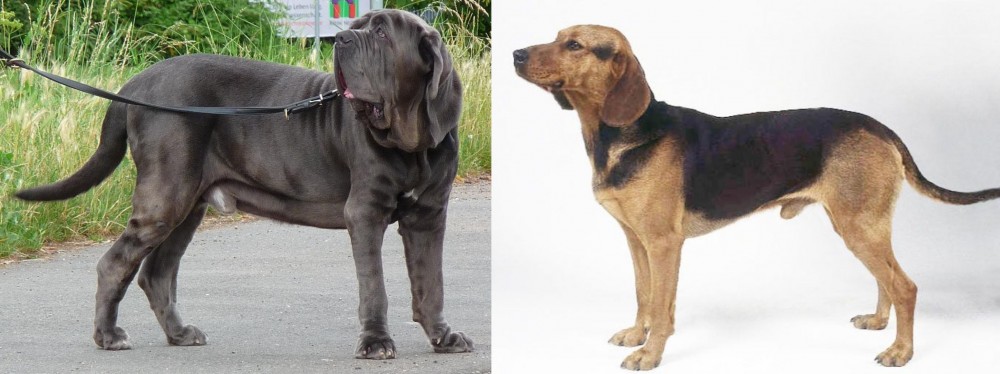 Serbian Hound vs Neapolitan Mastiff - Breed Comparison