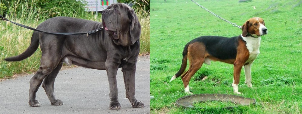 Serbian Tricolour Hound vs Neapolitan Mastiff - Breed Comparison