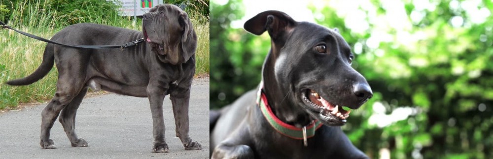 Shepard Labrador vs Neapolitan Mastiff - Breed Comparison