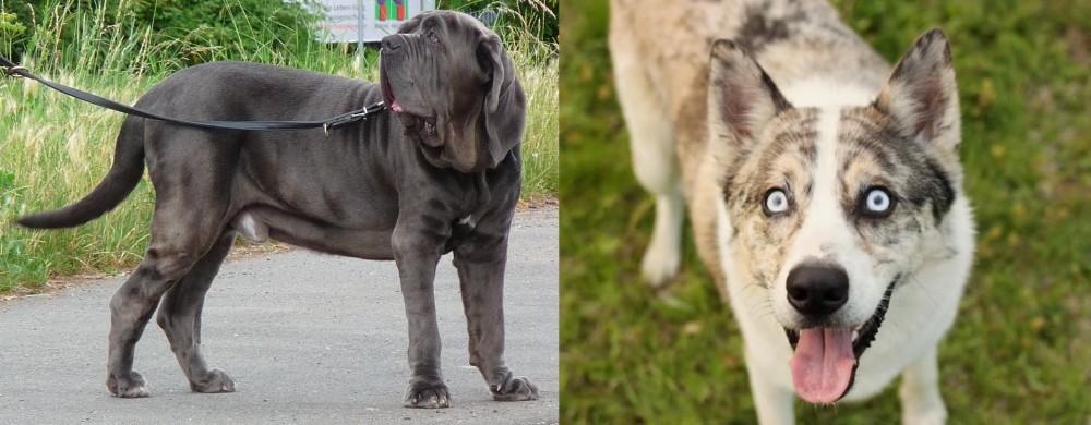Shepherd Husky vs Neapolitan Mastiff - Breed Comparison