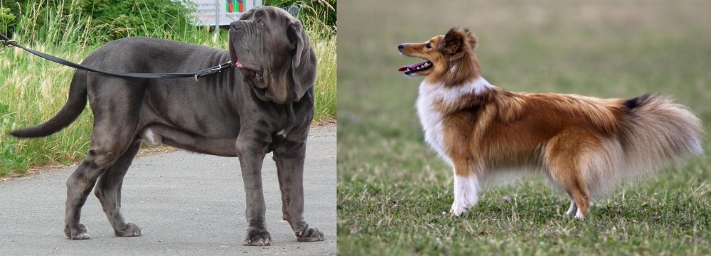 Shetland Sheepdog vs Neapolitan Mastiff - Breed Comparison