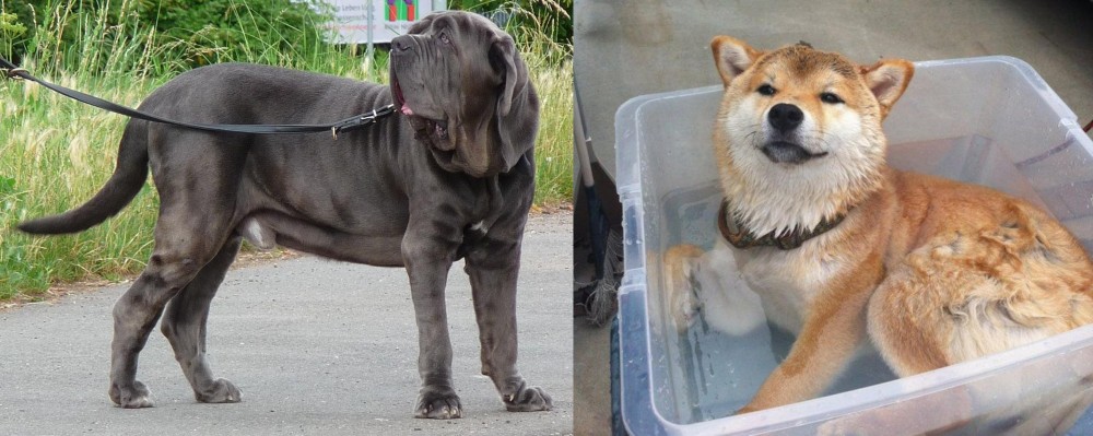 Shiba Inu vs Neapolitan Mastiff - Breed Comparison