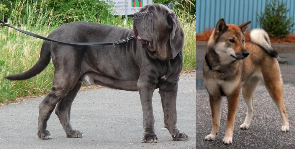 Shikoku vs Neapolitan Mastiff - Breed Comparison
