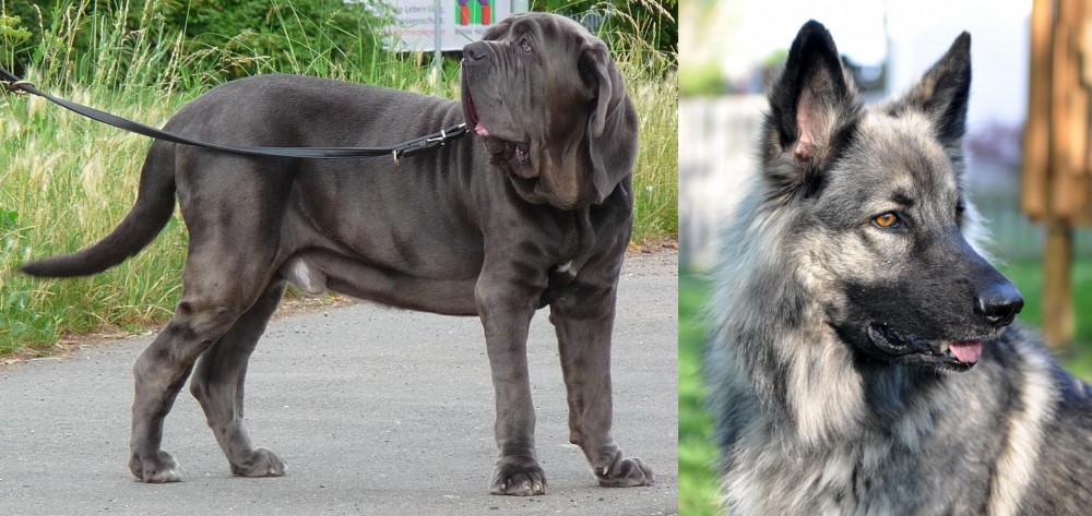 Shiloh Shepherd vs Neapolitan Mastiff - Breed Comparison